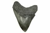 Fossil Megalodon Tooth - South Carolina #254587-1